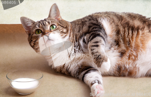 Image of Fat Cat with Milk