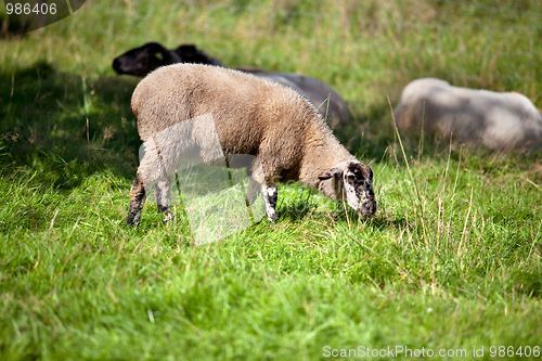 Image of Meadow with sheep