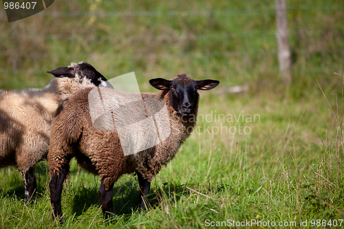 Image of Meadow with sheep