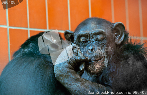 Image of Chimpanzee