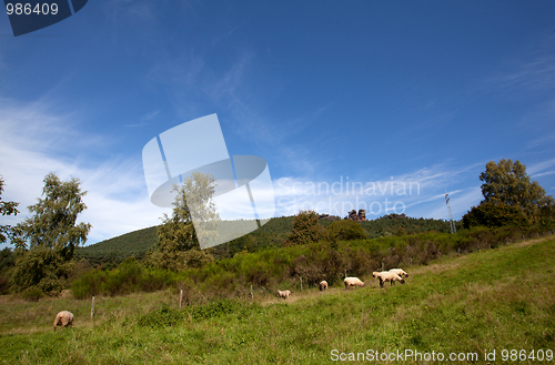 Image of Meadow with sheep