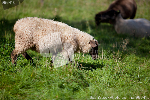 Image of Meadow with sheep