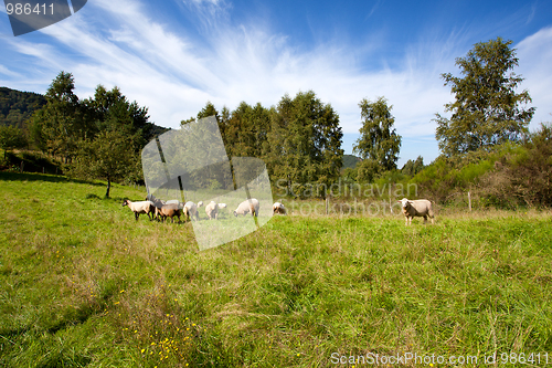 Image of Meadow with sheep