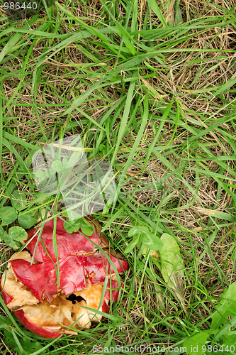 Image of Crushed red apple in green grass