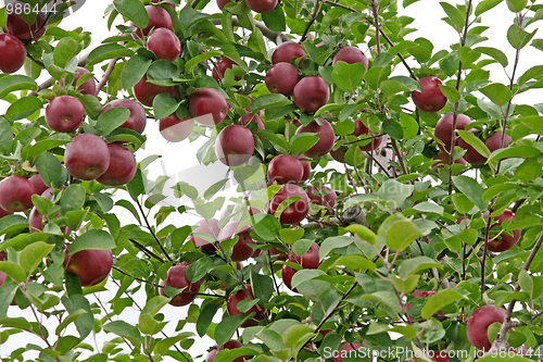 Image of Ripe red apples on a tree