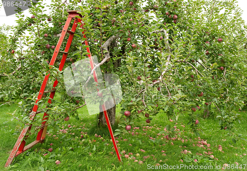 Image of Orchard with ladder to pick up apples