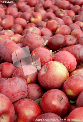 Image of Freshly picked red apples