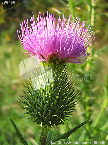 Image of Lavender Flower