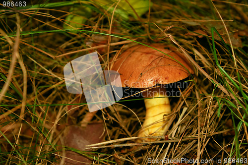 Image of Slippery jack or Butter mushroom