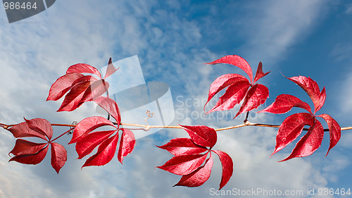 Image of Branch of wild grapes (I)