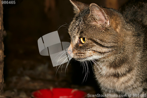 Image of Grey tabby