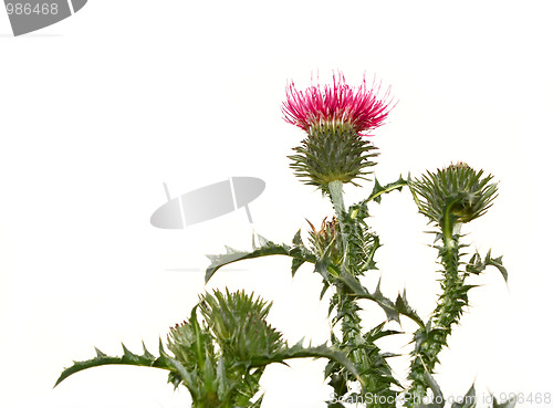 Image of Thistle flower isolated