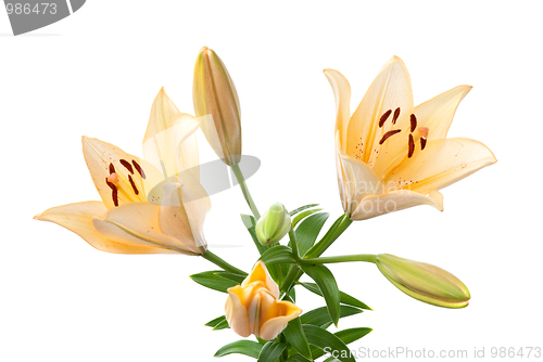 Image of Yellow lilies