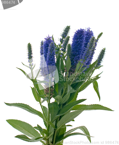 Image of Veronica flowering spikes