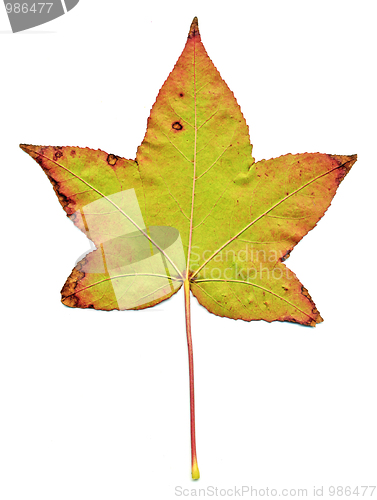 Image of Maple leaf