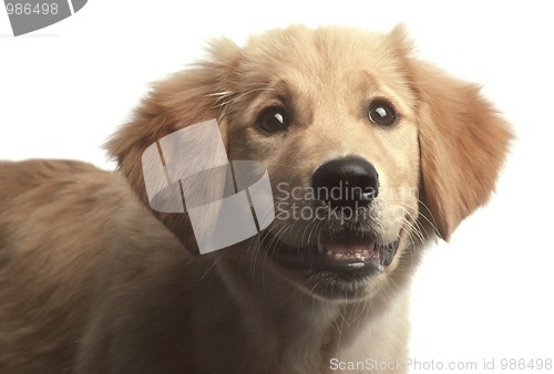 Image of Golden retriever puppy