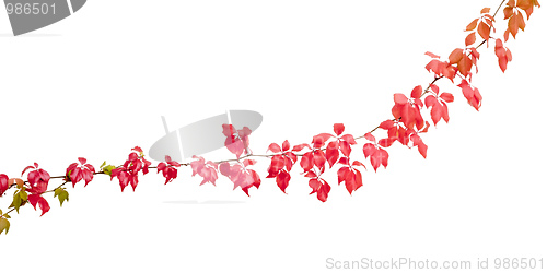 Image of wine leaf