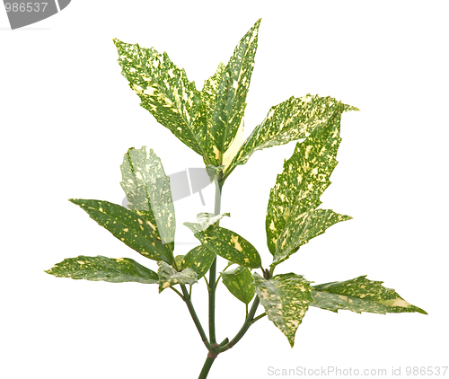 Image of Branch of green leafs