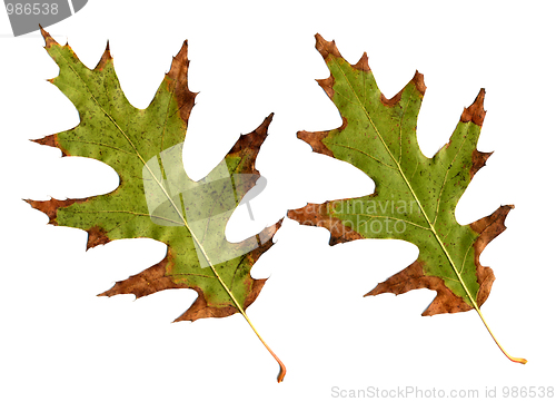 Image of Oak leaves