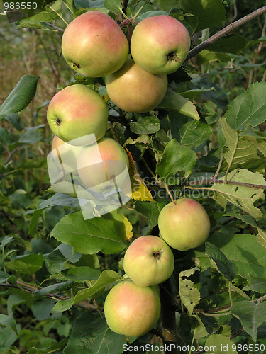 Image of apple-tree