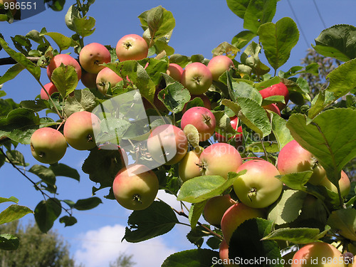 Image of apple-tree2