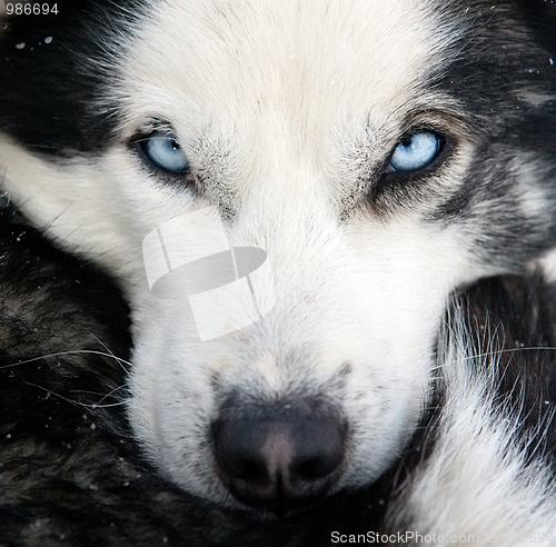 Image of husky dog closeup