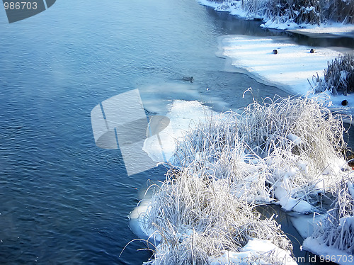 Image of Wild ducks floating on the river (II)