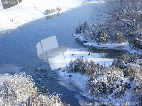 Image of Wild ducks floating on the river (I)