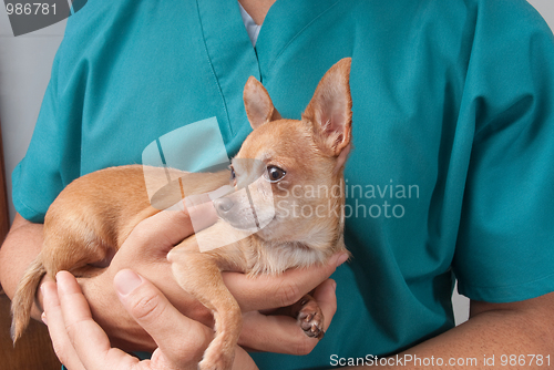 Image of Veterinary taking care of pet
