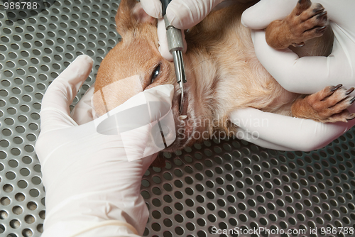 Image of Veterinary performing an operation