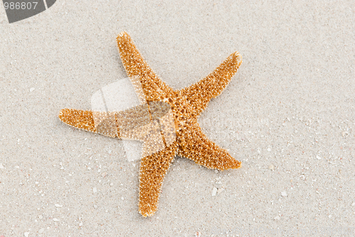 Image of Sea star