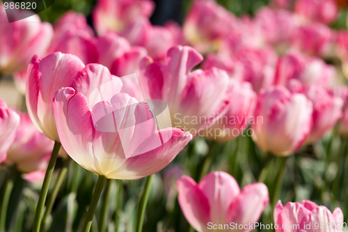 Image of Tulips