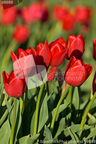 Image of Red tulips