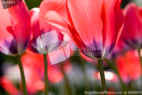 Image of Tulips