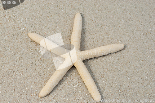 Image of Sea star