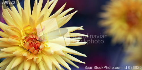 Image of dahlia