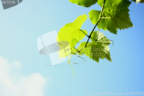 Image of leaves and sunny sky