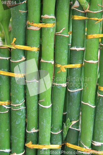 Image of Green bamboo