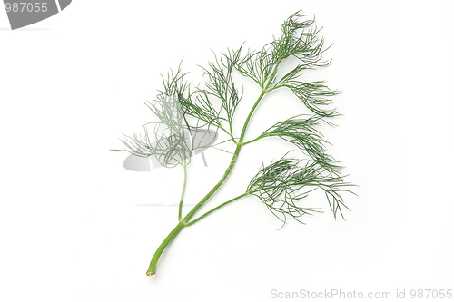 Image of Healthy food. Dill