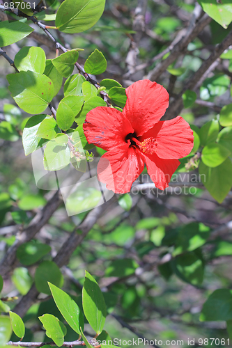 Image of Spring flowers