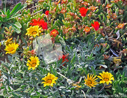 Image of The spring flowers
