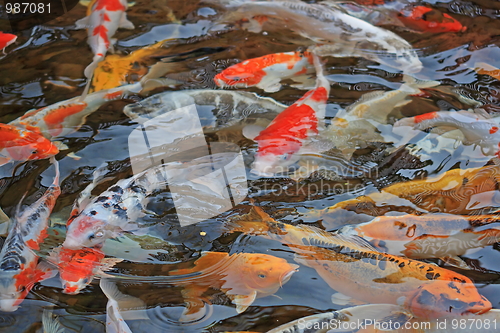 Image of The pond