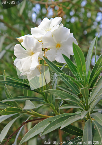 Image of Spring flowers