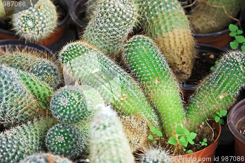 Image of The green cactus