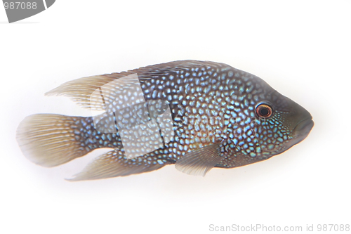 Image of The fish