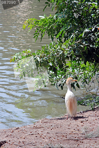 Image of The bird