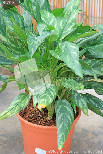 Image of The green plant