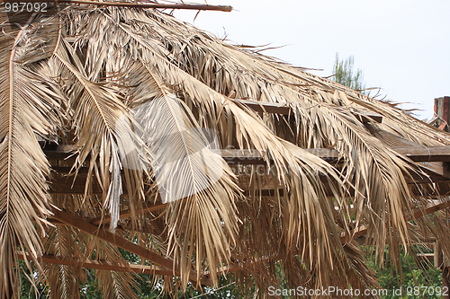 Image of The tropical roof