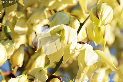 Image of Yellowish flowers