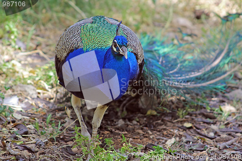 Image of The peacock